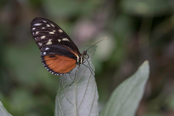 BUTTERFLY UP CLOSE IN A GARDEN