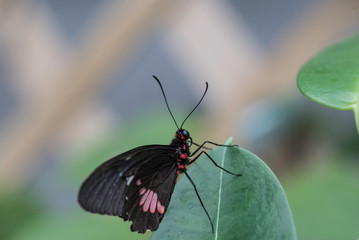UP CLOSE SHOT OF A BUTTERFLY