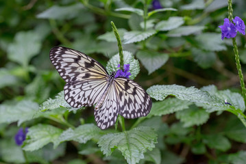 BUTTERFLY IN A GARDEN