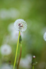 Perennial herb dandelion during maturation.