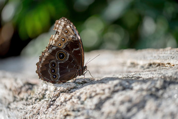 BUTTERFLY ON A ROCK