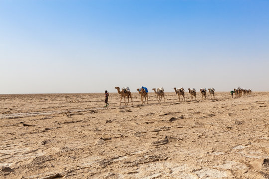 salt mining and camel caravans in the danakil Depression