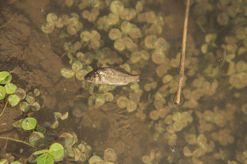 Dead fish in the contaminated lake water