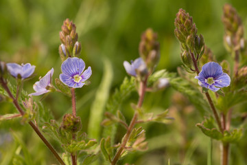 flowers field close-up, in the meadow in the summer
