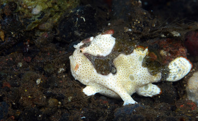 Amazing underwater world - Painted frogfish - Antennarius pictus. Tulamben, Bali, Indonesia.