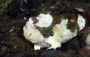 Amazing underwater world - Painted frogfish - Antennarius pictus. Tulamben, Bali, Indonesia.