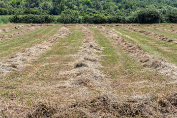 Fototapeta na wymiar Mowed and Collected Hay in The Field