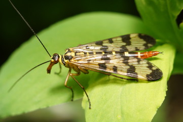 НЛО