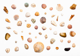 collage from natural dried sea shells on white