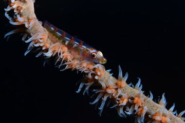 Macro underwater world - small goby on a coral. Diving in Bali.