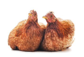 Two brown chickens.