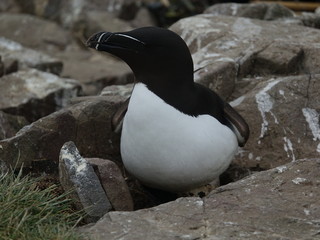 Fototapeta premium razorbill (Alca torda) at its nest