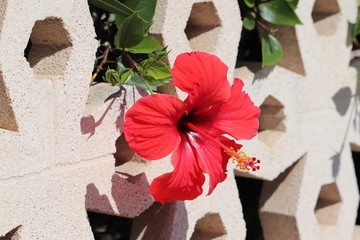Hibiskus © Hendrik
