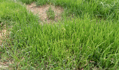 new grass is healthy and growing quickly