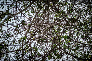 Branches at Koh Samet Beach