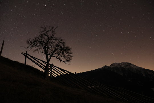 Holunderbaum bei Nacht