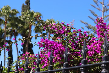 Fototapeta premium Bougainvillea