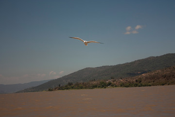  Landscape between the mountains and the seagull lake flying freely moving through the air