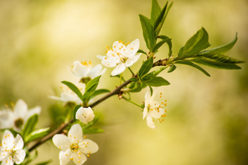 Delicate white flowers on the branches of a tree