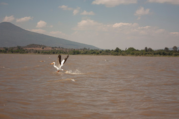 Pelican in aquatizaje on the lake of Pátzcuaro Michoacán Mexico biodiversity hunting to eat
