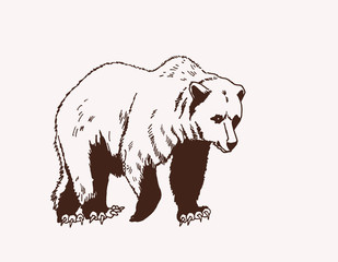 Obraz na płótnie Canvas Graphical vector illustration of bear Grizzly , vintage background