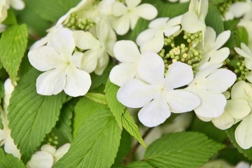 Beautiful light green hydrangea flowers with selective focus. Soft focus. Spring delicate blooming, close up. Inflorescence of white flower with tender petals. Summer bloom of hydrangea macrophylla 