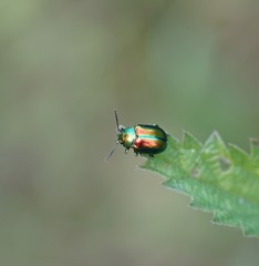 Ampferblattkäfer (Gastrophysa viridula)