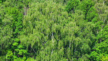 deciduous green forest in sunny summer day