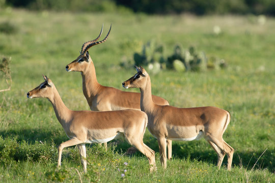 Impala, South Africa