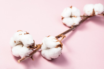 ripe branch of cotton plant on pink pastel paper