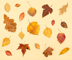 various dried autumn fallen leaves on light yellow