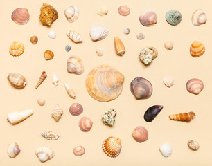 top view of various natural sea shells on yellow