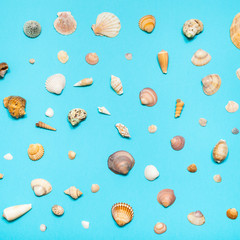 various natural dried sea shells on blue paper