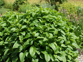 Zitronenmelisse - Melissa officinalis