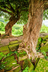 Old wild trees growing on the ancient spiritual causeway.