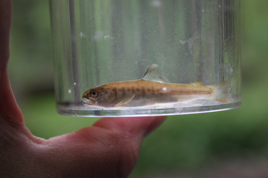 Kleiner Fisch im Lupenbecherglas wurde in der Düssel gefangen und zeugt von guter Wasserqualität