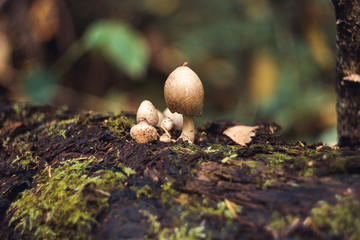 mushrooms forest nature