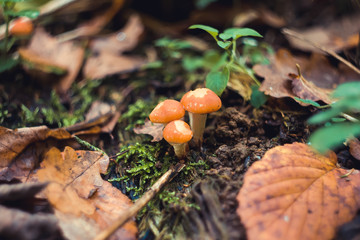 mushrooms forest nature