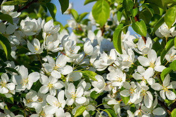 Apple tree in spring