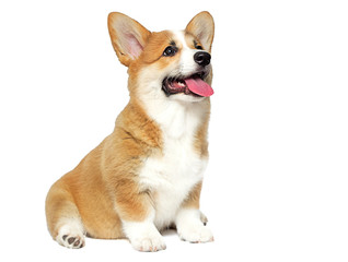 funny welsh corgi puppy looks isolated