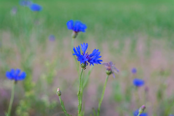 blue cornflower on the field