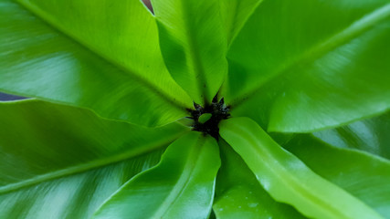 Many of house plants pot near window in downtown city. there are decorative plant in natural forest in Asia