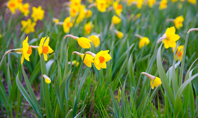 yellow narcissus and grenn grass in the garden