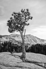 Tioga Pass Road,California, Lee Vining,Yosemite-Nationalpark,mountains,tree,pine, stones,valley,Landschaftsaufnahme,Schwarz/Weiss