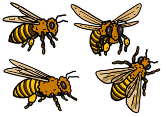 Bee illustration, doodle, sketch, drawing, vector