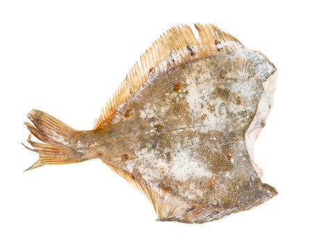 Back Side Of Raw Frozen Headless Flounder Fish