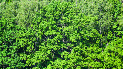 lush foliage of oak tree in green forest in summer