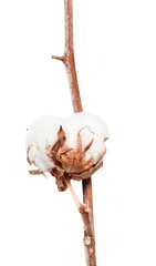 boll with cottonwool of cotton plant on branch