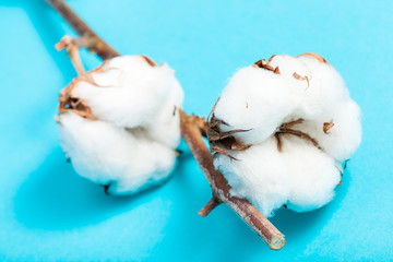 ripe bolls of cotton plant with cottonwool on blue