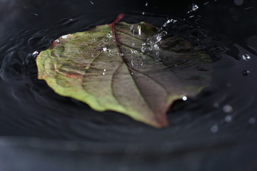 Sheets of German plants photographed in macro mode in best quality